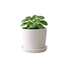 Frankly Cotton Fluted Ceramic Plant Pot with Saucer