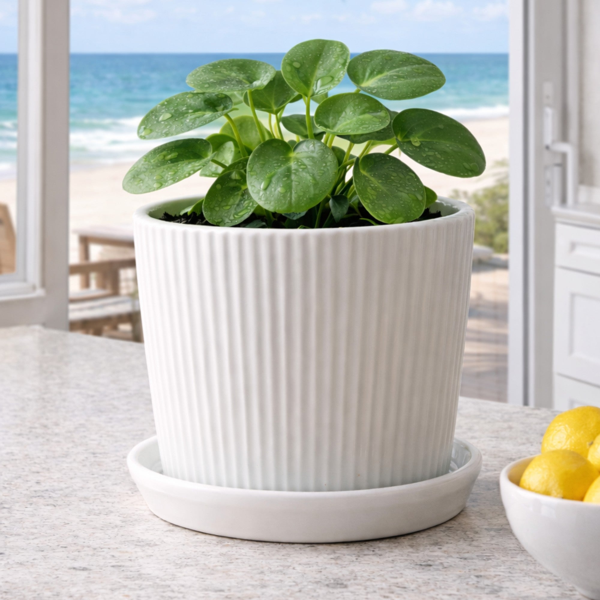Frankly Cotton Fluted Ceramic Plant Pot with Saucer