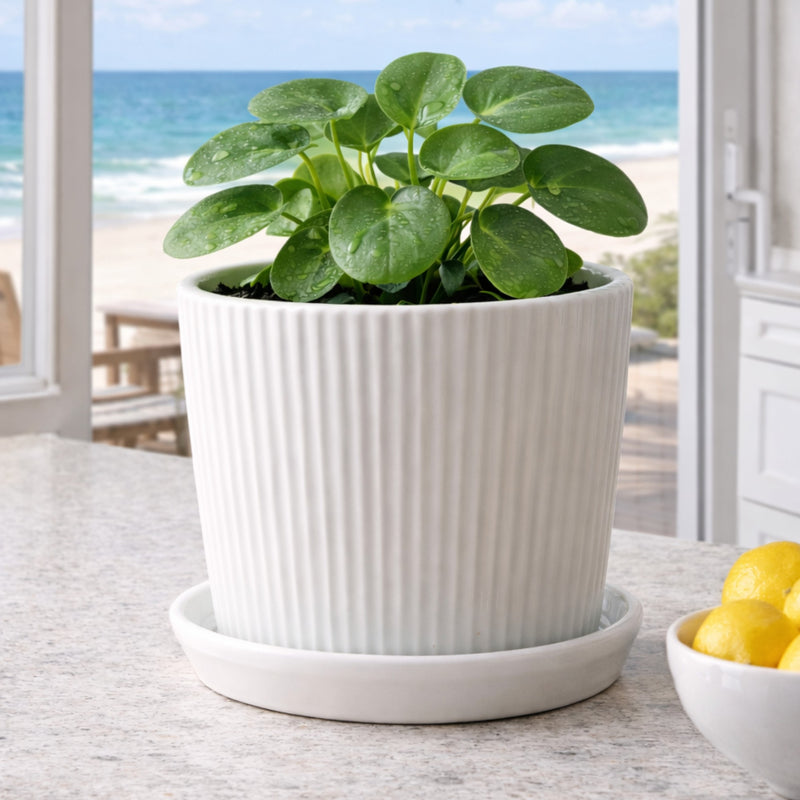 Frankly Cotton Fluted Ceramic Plant Pot with Saucer