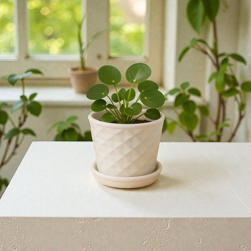 Frankly Cotton Small White Geometric Ceramic Plant Pot with Saucer 9cm