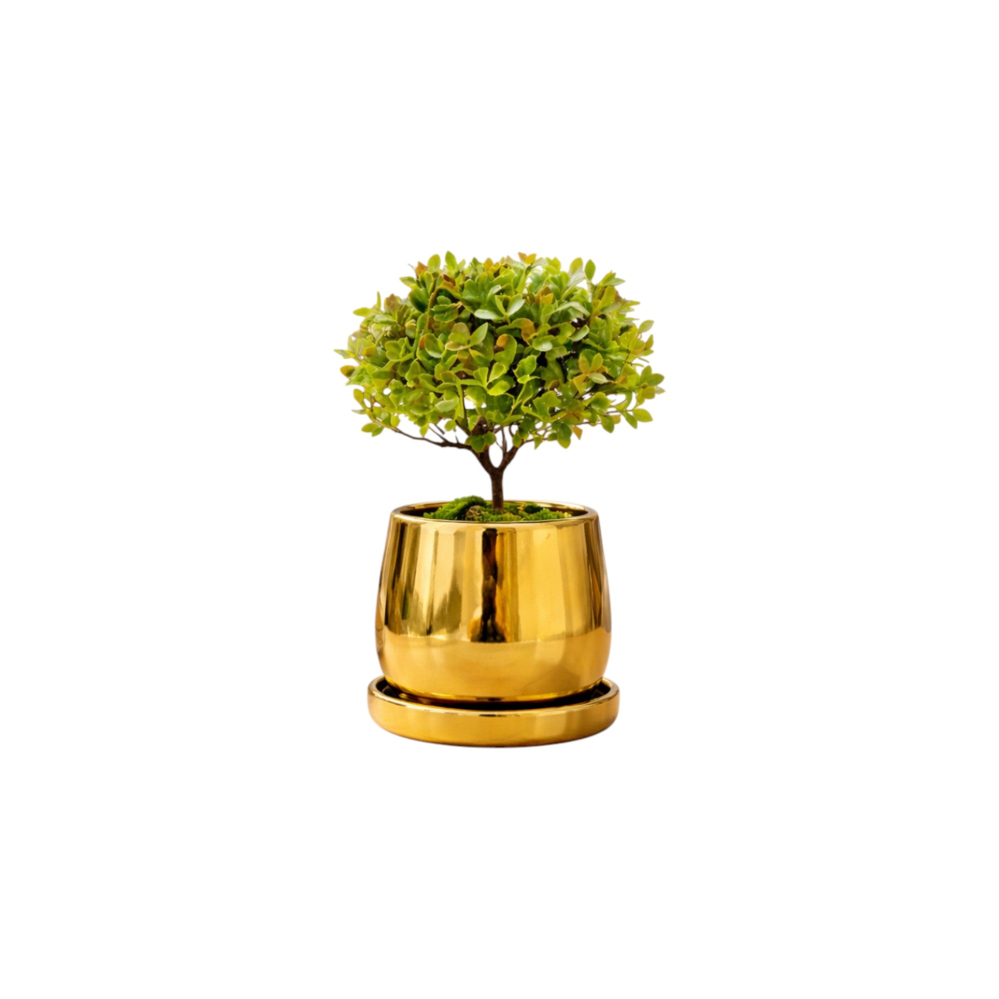 Frankly Cotton Gold Ceramic Plant Pot